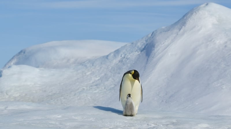 Emperors are the world's largest penguin species