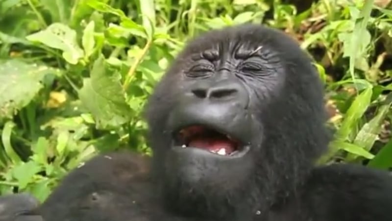 Image: Virunga National Park