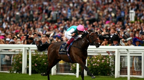 Coppice is a full-sister to the classy sprinter Calyx (pictured)