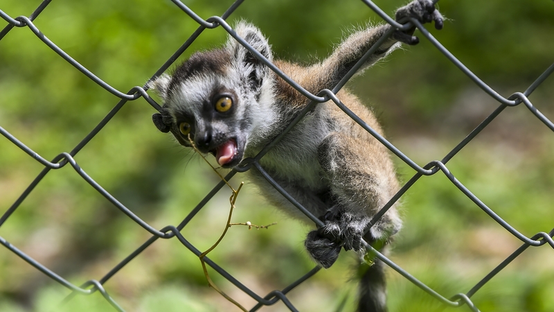 A baby lemur tries to get plant outside his enclosure during a sunny day at the Zoo in Skopje, Republic of North Macedonia | Image: EPA-EFE/Georgi Licovski