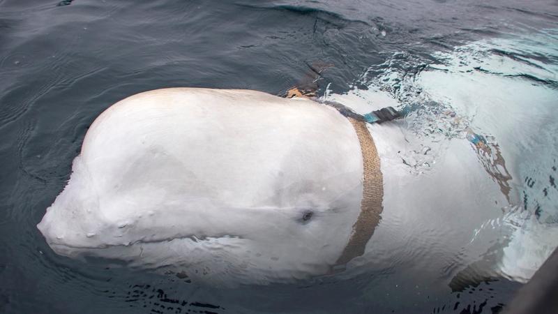 Inside the harness, which was removed from the whale, were the words, 'Equipment of St Petersburg'