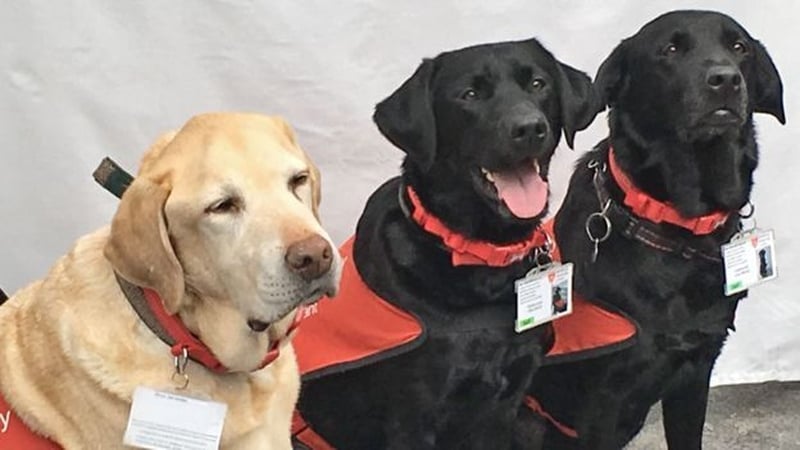 Three of the five "canine teaching assistants". Photo: BBC