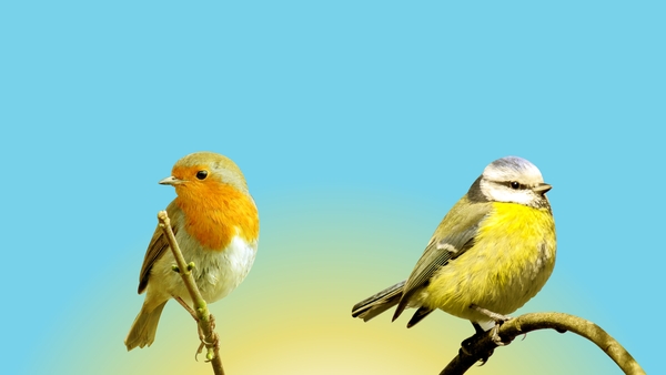 Dawn Chorus