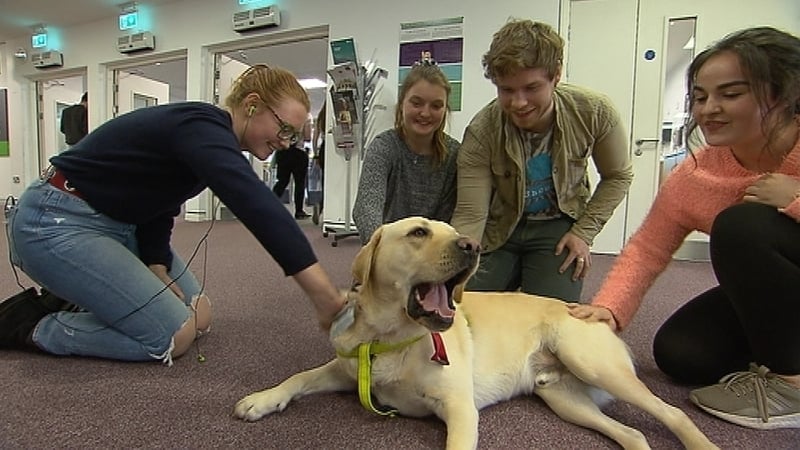 Students say Max provides a welcome distraction