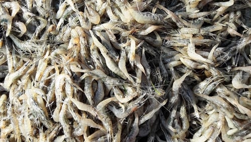 Freshwater shrimp (file picture)