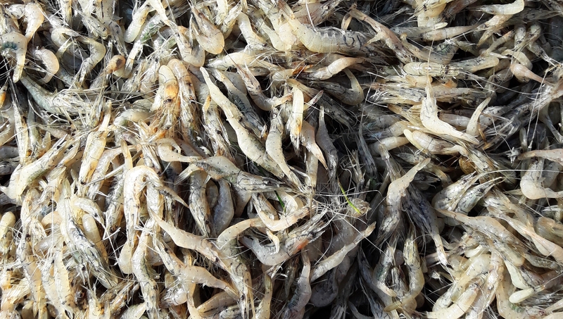 Freshwater shrimp (file picture)
