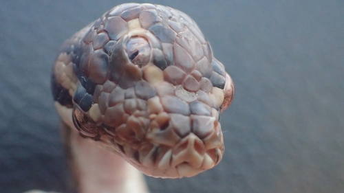 Rangers dubbed the unusual serpent Monty Python after finding it on a highway in late March