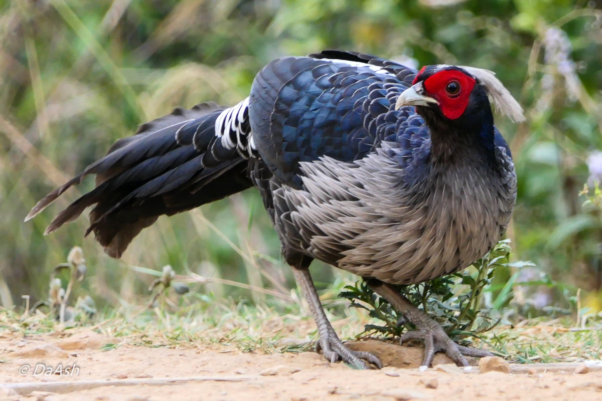 Pheasant hunting prohibition amid Level 5 restrictions
