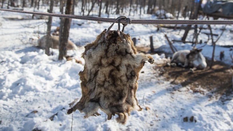 Mongolian authorities have warned people against eating raw marmot meat