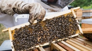 Beekeeping in a Belfast prison with Chris Hodges