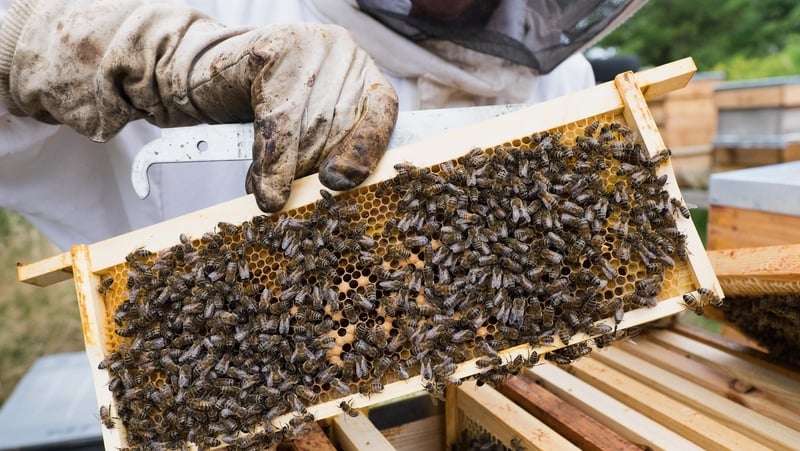 Beacha i mbaol de bharr lotnaidicídí - taighde Eorpach (Pic: Getty)