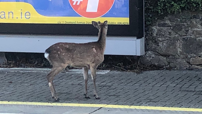A deer on the platform in Glenageary (Image: Ronan O'Keeffe)