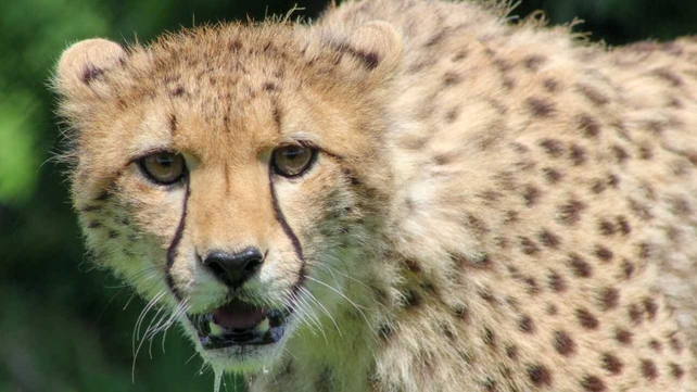 Fota Cheetah