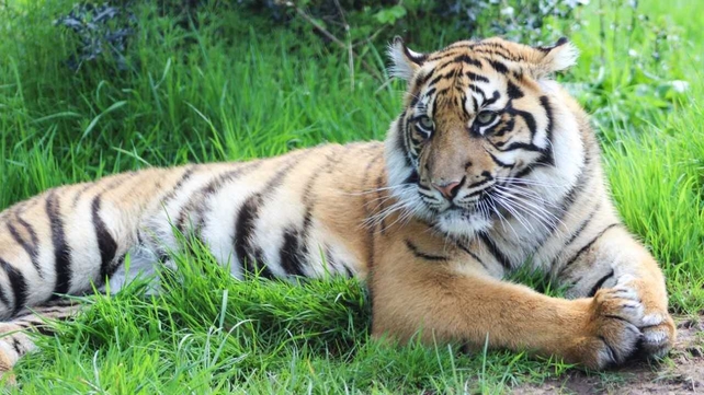 Fota Tiger