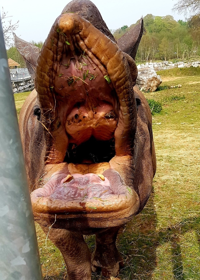 Hungry Rhino