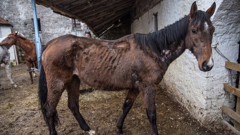 War Celeste, a mare that once sold for £240,000, was found by rescue volunteers and Dept of Agriculture officials