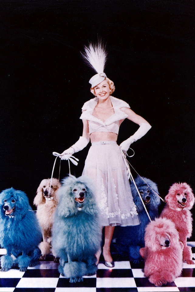 Doris Day poses with an array of multi-coloured poodles, 1952