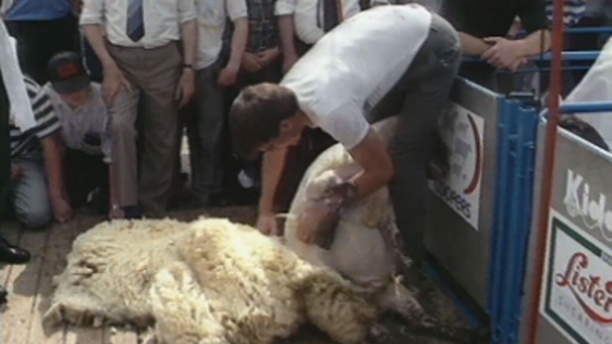National Sheep Shearing Competition, Borris, County Carlow (1989)