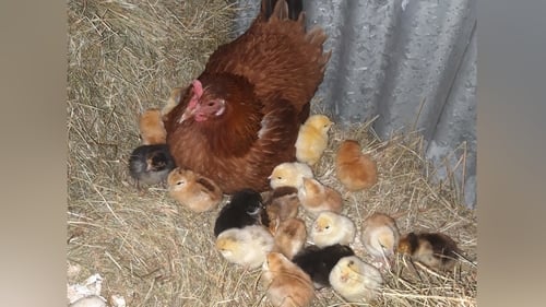 Of the 26 eggs Little Chip laid, 21 hatched, with 20 chicks surviving