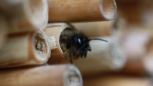 Happy World Bee Day!