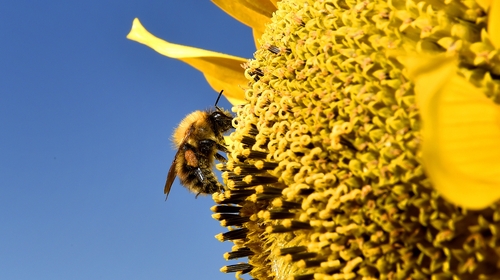 A landmark UN report gave a stark warning of the existing threat to the natural world, due to human activity