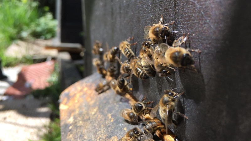 Beachlann i gConamara