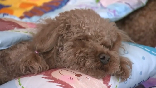 Dogs can unwind to relaxing music at the Puppy's Spring facility in Gyeonggi-do