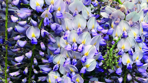 Wisteria