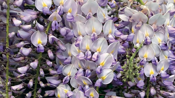 Wisteria