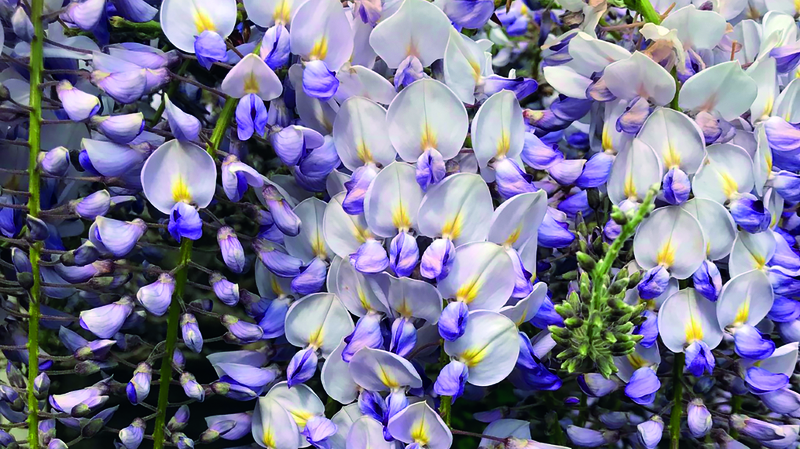 Wisteria
