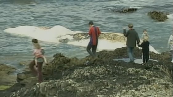 Sperm Whale on Kerry Beach