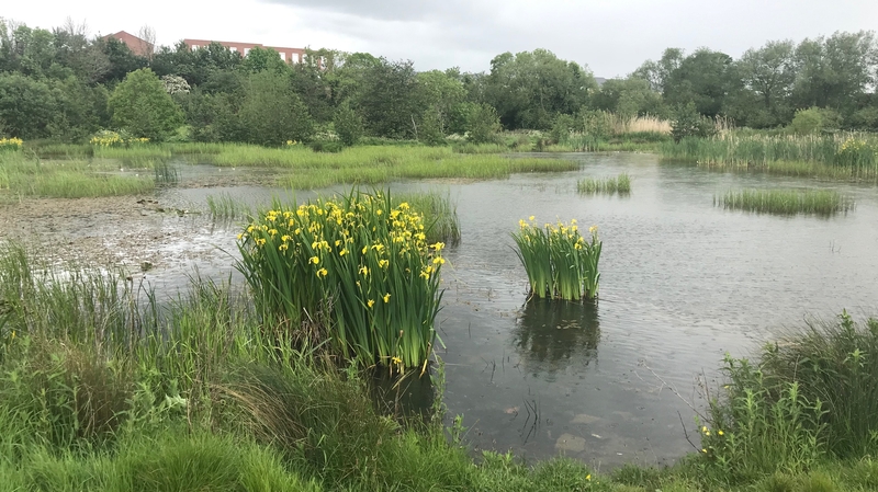 Tolka Valley Park has adopted re-wilding policies and some people are calling for the same to be done at Phoenix Park