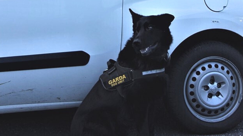 Garda dog Lazar found the suspect in a ditch