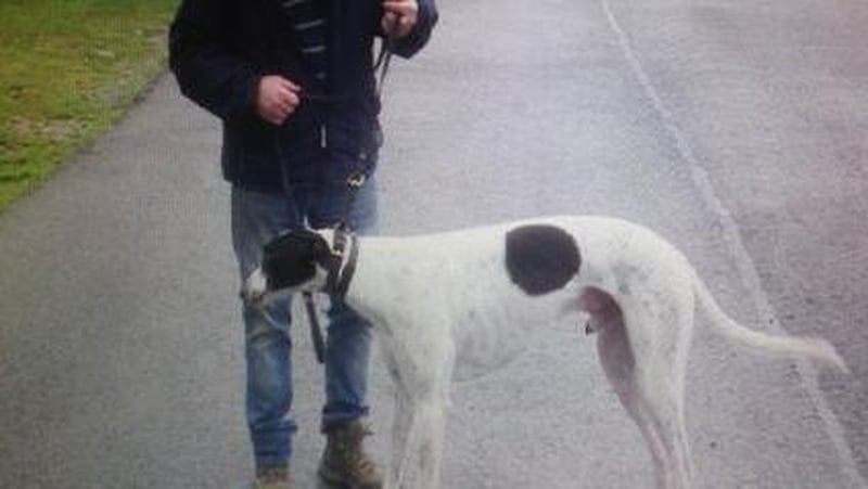 Clares Rocket was recovered by gardaí two days after it was kidnapped and returned to its trainer