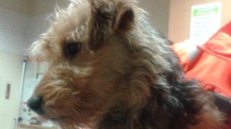 The dog boarded the DART on the southside this morning (pic: @IrishRail)