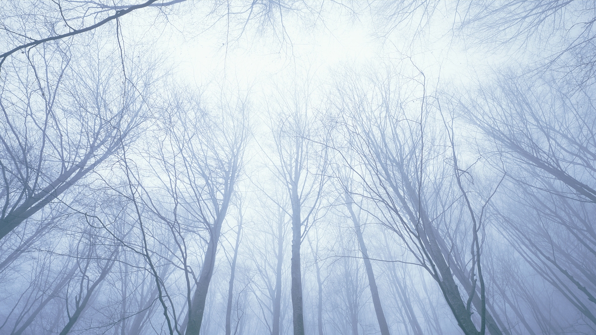 Climate Change: Reforestation