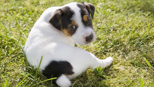 By the time they get to age three , dogs are closer in age to a 50-year-old human, according to the university's research