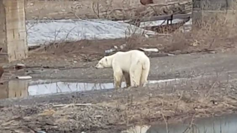 The polar bear was hundreds of kilometres from its natural habitat (Pics: Putoranatour)