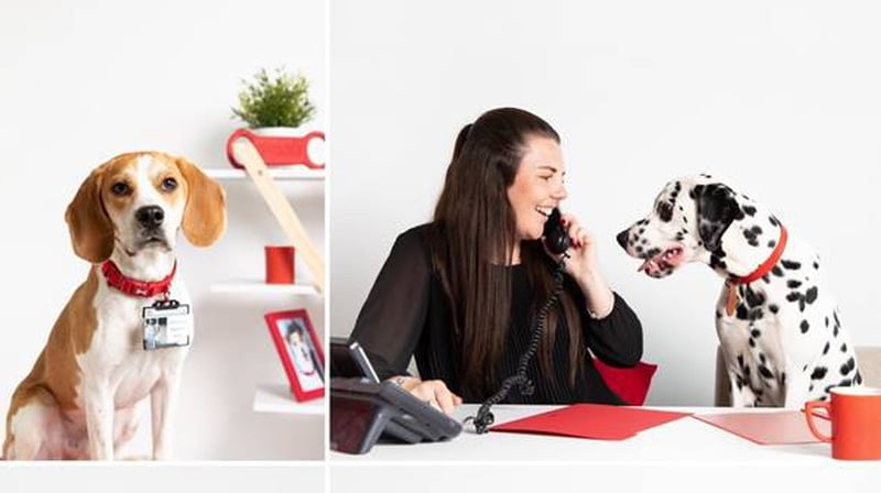 The study is the first to quantify the benefits and the impact of dogs in the office on work-related and dog-related outcomes