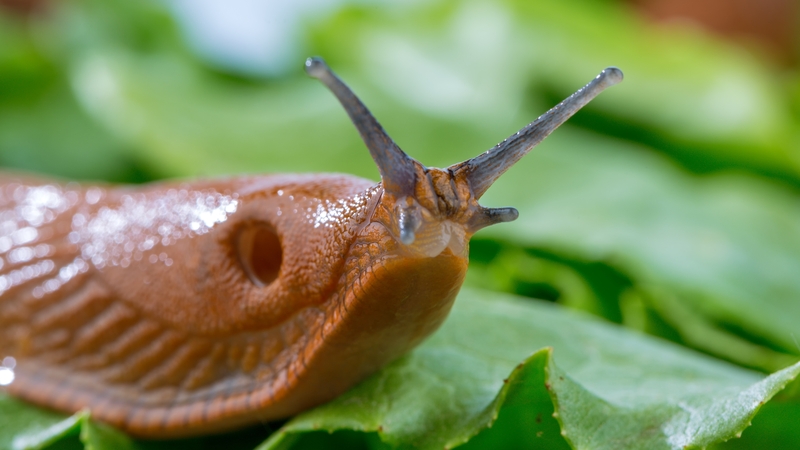 A slug caused a short circuit in an electrical power device (file image)
