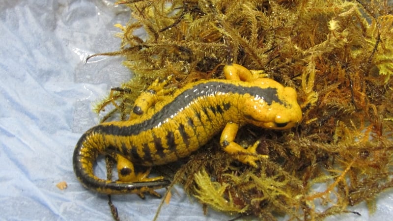 One of the eight salamanders that were sent to Ireland in the post from Spain