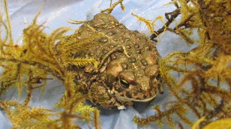 The decline in farmland ponds has been identified as the main cause of natterjack toad decline across Europe (File photo)