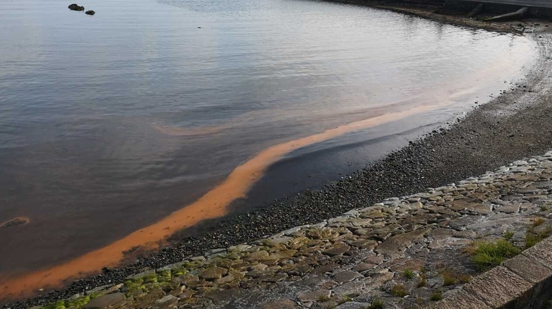 Seapoint beach is affected by the ban after overflow at the wastewater treatment plant at Ringsend