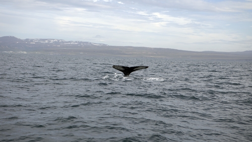 In 2018, 145 fin whales and six minke whales were harpooned