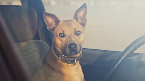 "Many owners don't really understand what happens to a dog's body in overheating and heatstroke" Photo: Shutterstock