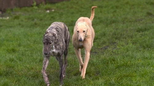 The greyhound care centres are expected to be operational by March 2022 and will promote greyhounds as pets