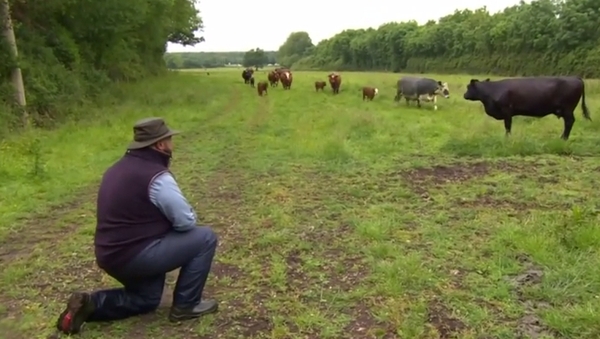 Local farmers, and their cows, seem to appreciate the singing