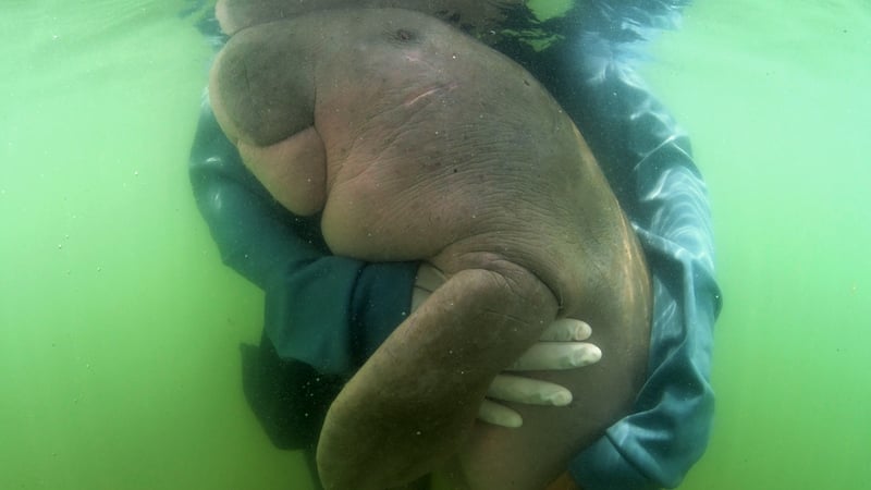 'Mariam' has become a conservation celebrity in Thailand