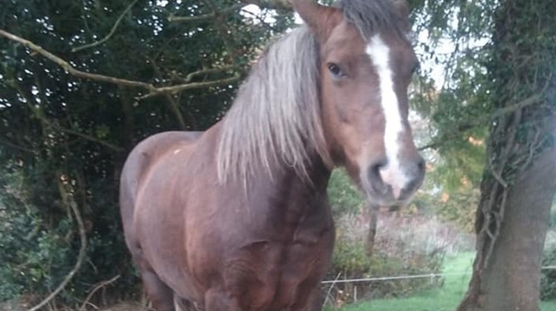 The pony was taken from the Clonmel area on 29 June (Pic: @GardaTraffic)