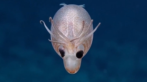 Image: EVNautilus